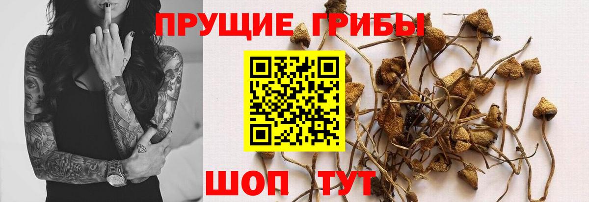 Алейск  Псилоцибиновые грибы мицелий  Вход с VPN 